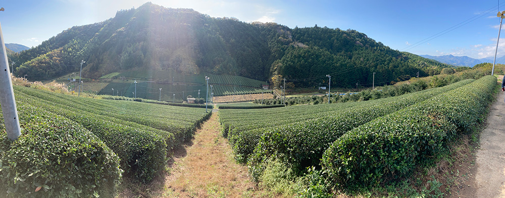 高知県佐川町黒岩地区の茶畑